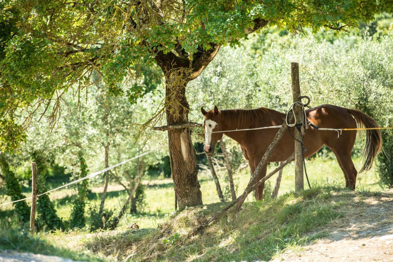 Agriturismo Fattoria Lavacchio Pontassieve Exterior foto